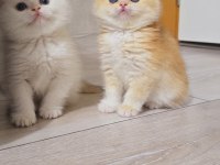 British shorthair show kalite üst soy dişi erkek yavrular
