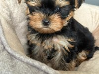 Teacup yorkshire terrier dünyalar tatlı yavrumuz