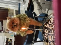Oyuncu Pomeranian