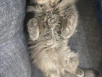 2 yaşında british longhair (çiftleştirme)