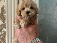 Kore Maltipoo