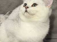 EŞSİZ KALİTE BRİTİSH SHORTHAİR BEBEKLER