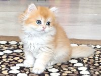 British Golden