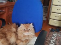 2 YAŞINDA OĞLUMA GELİN ARIYORUM PERSİAN