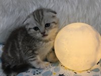 2 aylık 3 erkek bir dişi oyuncu yavrular scottish fold