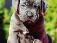 Ev ve bahçeniz için cane corso kapıda ödeme mevcuttur