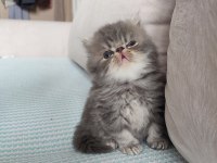 Chinchilla kedisi oğlanım