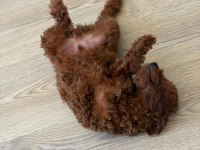Üst Kalite Büyümeyen Teacup Poodle Yavrumuz