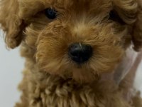 Sevgi ile bakılan toy ve teacup (bardak) boy poodle yavru