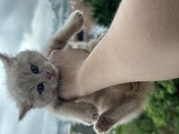 British shorthair bebekler