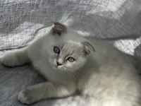 3 aylık dişi scottish fold