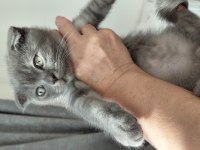 1 tane scottish fold kedimiz 1 tane british shorthair kedimi