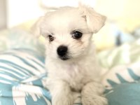 Sıfır maltese