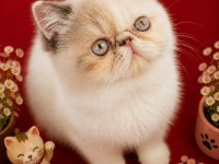 Safkan Exotic Shorthair Bebek Kediler
