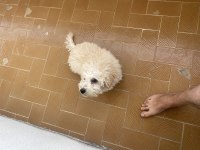 Erkek 2 aylık poodle