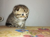 Erkek scottish fold