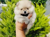 Pomeranian yavruları