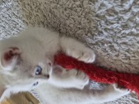 Yavru British Shorthair Bursa Nilüfer