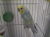 Rainbow erkek muhabbet kuşu