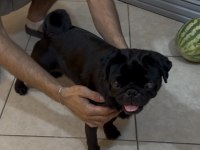 Pug Mops Sıfır Burun Gül Kuyruk