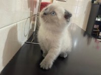Mavi boncuğum scottish fold