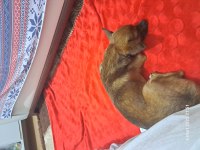 Chihuahua köpeğimiz Dobby için yuva arıyoruz