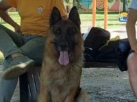 Az insan bol huzur 1 köpek çok keyif alman kurdu