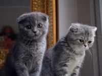 Scottish fold kittens