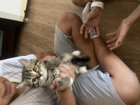 Acil sahiplendirilecek yavru kediler