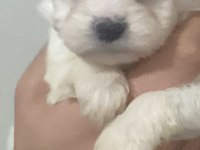 0 numara maltese yavru