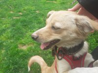 Jack russell melezi balım yeni yuva arıyor