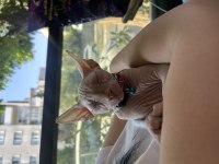 Sphynx saf ırk yavrumuz