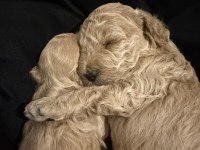 Tekirdağ minyatür Poodle 2 aylık