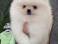 Yurtdışı pasaportlu Pomeranian yavrular