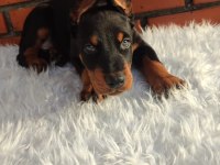 Irkının üst düzey temsilcileri bizde doberman