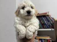 AYI SURAT MALTİPOO BEBEKLERİM