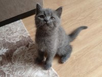 Exotic shorthair yavru