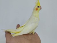 Yeni YEME DÜŞMÜŞ ele alışık ısırma bilmez bebek kuşlar
