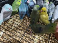 El besleme bebek forpuslar