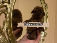 Red Brown Toy Poodle