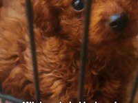 Kore poodle bebekler