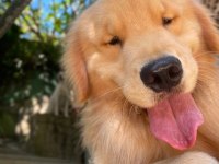 Dost canlısı Golden Retriever yavrular