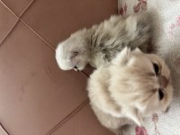 Yavru iran kedilerimizi sahiplendiriyoruz