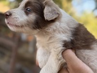 ÜRETİCİDEN RED MERLE BLUE MERLE BORDER COLLIE