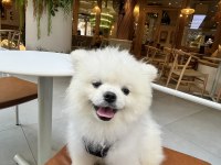 7 AYLIK POMERANİAN BOO
