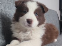 Sağlıklı safkan border collie yavru köpekler