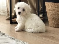 SIFIR NUMARA MALTESE TERRİER