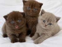 Nadir Özel Renk Chocolate British Shorthair Yavrular