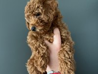 1 ADET YAVRUM KALDI SAHİPLENDİRMEK İÇİN TOY POODLE