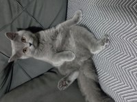 British shorthair kızımızı sahiplendiriyoruz